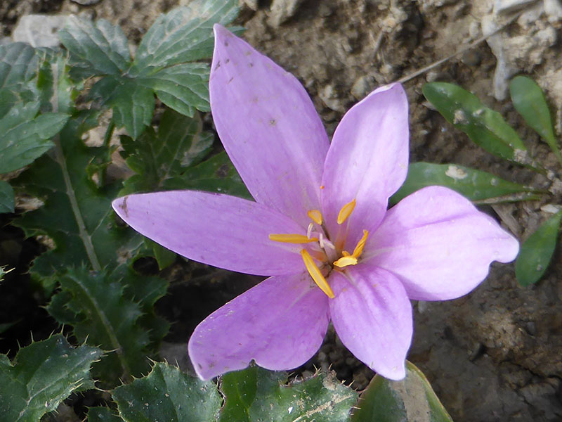 Colchique d'automne Colchicum autumnale Famille : Colchicaceae ...