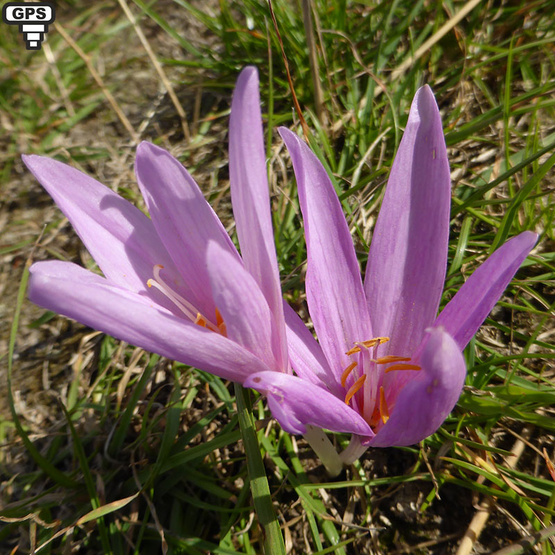 Colchique d'automne Colchicum autumnale Famille : Colchicaceae ...