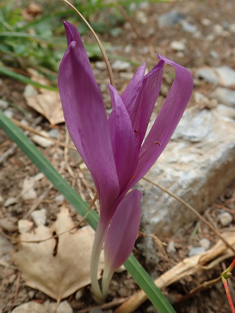 Colchique d'automne Colchicum autumnale Famille : Colchicaceae ...