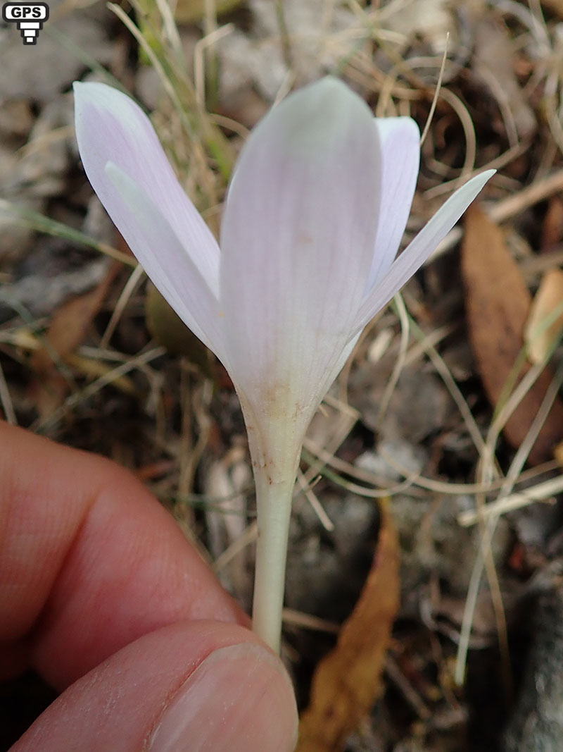 Colchique des Alpes Colchicum alpinum Famille : Colchicaceae ...