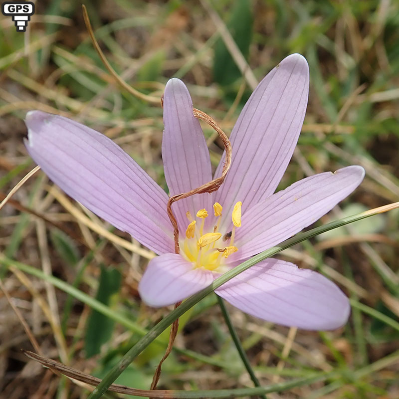 Colchique des Alpes Colchicum alpinum Famille : Colchicaceae ...